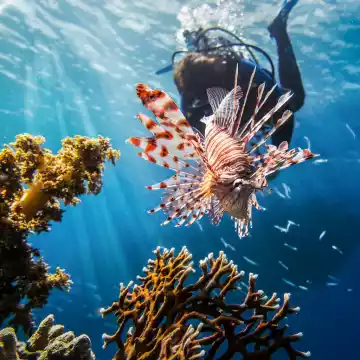 mar rosso pesci scorpione immersioni
