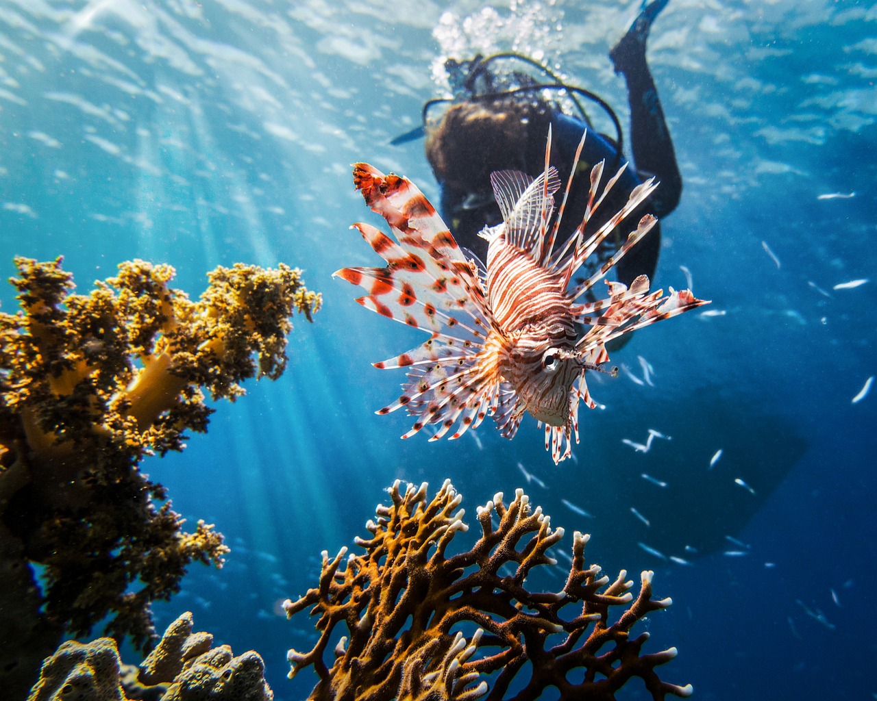 mar rosso pesci scorpione immersioni