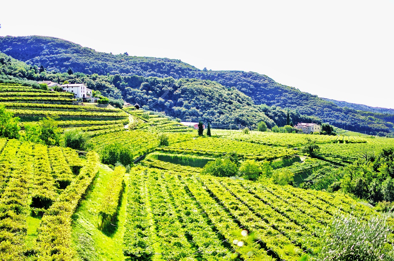 vigneto colline campagna